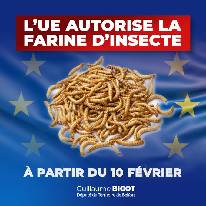 L’UE autorise l’utilisation des farines d’insectes dans nos aliments