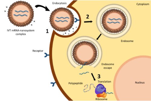 L’ARN Messager : Une Dérive Biotechnologique qui Menace l’Équilibre des Écosystèmes
